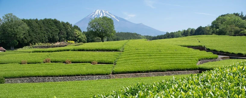 Theeplantage in Japan met de berg Fuji op de achtergrond.